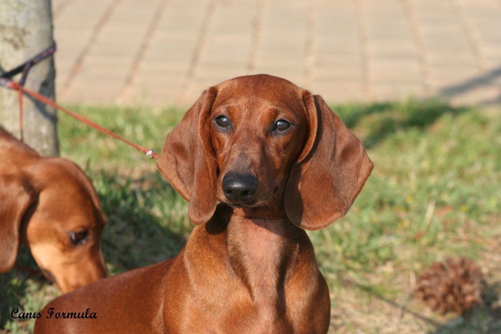 dachshund red